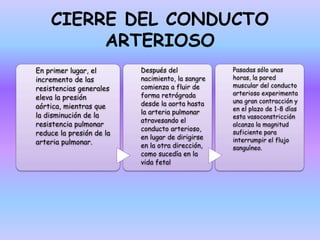 CIERRE DEL CONDUCTO
ARTERIOSO
En primer lugar, el
incremento de las
resistencias generales
eleva la presión
aórtica, mientras que
la disminución de la
resistencia pulmonar
reduce la presión de la
arteria pulmonar.
Después del
nacimiento, la sangre
comienza a fluir de
forma retrógrada
desde la aorta hasta
la arteria pulmonar
atravesando el
conducto arterioso,
en lugar de dirigirse
en la otra dirección,
como sucedía en la
vida fetal
Pasadas sólo unas
horas, la pared
muscular del conducto
arterioso experimenta
una gran contracción y
en el plazo de 1-8 días
esta vasoconstricción
alcanza la magnitud
suficiente para
interrumpir el flujo
sanguíneo.
 