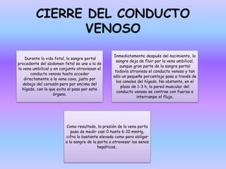 CIERRE DEL CONDUCTO
VENOSO
Durante la vida fetal, la sangre portal
procedente del abdomen fetal se une a la de
la vena umbilical y en conjunto atraviesan el
conducto venoso hasta acceder
directamente a la vena cava, justo por
debajo del corazón pero por encima del
hígado, con lo que evita el paso por este
órgano.
Inmediatamente después del nacimiento, la
sangre deja de fluir por la vena umbilical,
aunque gran parte de la sangre portal
todavía atraviesa el conducto venoso y tan
sólo un pequeño porcentaje pasa a través de
los canales del hígado. No obstante, en el
plazo de 1-3 h, la pared muscular del
conducto venoso se contrae con fuerza e
interrumpe el flujo.
Como resultado, la presión de la vena porta
pasa de medir casi 0 hasta 6-10 mmHg,
cifra lo bastante elevada como para obligar
a la sangre de la porta a atravesar los senos
hepáticos..
 