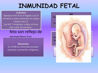 INMUNIDAD FETAL
Los anticuerpos
presentes en el
feto son reflejo de
experiencias
inmunitarias
maternas.
IgG
Transporte materno al feto inicia a las
16 semanas.
La mayor parte se adquiere durante
las últimas 4 semanas.
IgM
No se transporta de la madre al feto.
Se encuentran cifras altas en RN con
infecciones.
IgA
Absorción mediante el calostro.
Provee protección enteral.
Linfocitos
Aparecen linf. B en el hígado a las 9
semanas y están presentes en sangre
y bazo a las 12.
Los linf. T empiezan a dejar el timo
casi a alas 14 semanas .
Monocitos
En el RN los monocitos pueden
procesar y presentar antígenos.
 