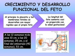 CRECIMIENTO Y DESARROLLO
FUNCIONAL DEL FETO
Al principio la placenta y las
membranas fetales se
desarrollan con mayor
rapidez que el propio feto
La longitud del
feto aumenta casi
en proporción con
la edad gestacional.
A las 12 semanas mide
unos 10 cm; a las 20
semanas, 25 cm, y al
final del embarazo (40
semanas), 53 cm.
 