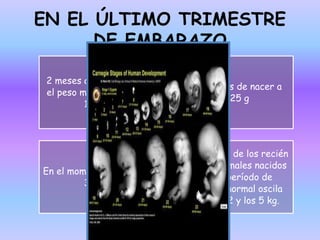 EN EL ÚLTIMO TRIMESTRE
DE EMBARAZO
2 meses antes del parto,
el peso medio asciende a
1.350 g
1 mes antes de nacer a
2.025 g
En el momento de nacer, a
3.150 g
El peso final de los recién
nacidos normales nacidos
tras un período de
gestación normal oscila
entre los 2 y los 5 kg.
 