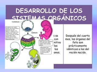 DESARROLLO DE LOS
SISTEMAS ORGÁNICOS
Un mes después de la
fecundación del óvulo
comienzan a aparecer
las características
macroscópicas de los
distintos órganos
fetales
2 a 3 meses se
establecen con
carácter definitivo
casi todos los
detalles de los
distintos órganos.
Después del cuarto
mes, los órganos del
feto son
prácticamente
idénticos a los del
recién nacido.
 