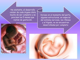 No obstante, el desarrollo
celular de cada órgano dista
mucho de ser completo y se
precisan los 5 meses que
restan de gestación.
Incluso en el momento del parto,
algunas estructuras, en especial
del sistema nervioso, los riñones
y el hígado, no se encuentran
desarrolladas por completo
 