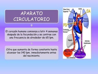 APARATO
CIRCULATORIO
El corazón humano comienza a latir 4 semanas
después de la fecundación y se contrae con
una frecuencia de alrededor de 65 lpm.
Cifra que aumenta de forma constante hasta
alcanzar los 140 lpm. inmediatamente antes
del nacimiento.
 