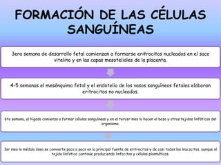 3era semana de desarrollo fetal comienzan a formarse eritrocitos nucleados en el saco
vitelino y en las capas mesoteliales de la placenta.
4-5 semanas el mesénquima fetal y el endotelio de los vasos sanguíneos fetales elaboran
eritrocitos no nucleados.
6ta semana, el hígado comienza a formar células sanguíneas y en el tercer mes lo hacen el bazo y otros tejidos linfáticos del
organismo.
3er mes la médula ósea se convierte poco a poco en la principal fuente de eritrocitos y de casi todos los leucocitos, aunque el
tejido linfático continúe produciendo linfocitos y células plasmáticas.
FORMACIÓN DE LAS CÉLULAS
SANGUÍNEAS
 