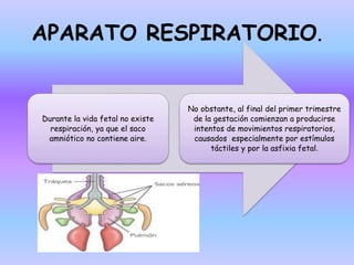 APARATO RESPIRATORIO.
Durante la vida fetal no existe
respiración, ya que el saco
amniótico no contiene aire.
No obstante, al final del primer trimestre
de la gestación comienzan a producirse
intentos de movimientos respiratorios,
causados especialmente por estímulos
táctiles y por la asfixia fetal.
 