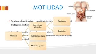 MOTILIDAD
۞ Se refiere a la contracción y relajación de las paredes y los esfínteres del
tracto gastrointestinal.
۞ La motilidad mezcla, tritura y fragmenta el alimento ingerido preparando
para la digestión y la absorción, para posteriormente impulsarlo hacia el
tracto gastrointestinal.
Motilidad
Ingestión de
alimentos
Masticación
Deglución
Motilidad esofágica
Motilidad gástrica
 