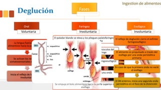 Deglución Fases
Oral
Voluntaria
Faríngea
Involuntaria
Esofágica
Involuntaria
La lengua fuerza el bolo
alimenticio hacia la parte posterior
Se activan los receptores
somatosensoriales de la faringe
Inicia el reflejo de la deglución
involuntario
El paladar blando se eleva y los pliegues palatofaríngeos se
desplazan hacia la línea media
Las cuerdas vocales se aproximan, y los músculos del
cuello desplazan hacia arriba la laringe
El esfínter esofágico superior o esfínter faringoesofágico
se relaja (3 a 4 cm)
Se contrae la musculatura faríngea por una onda
peristáltica rápida
Se empuja el bolo alimenticio hacia la parte superior del
esófago
El reflejo de deglución cierra el esfínter
faringoesofágico
El alimento es propulsado a través del
esófago por una onda peristáltica
primaria
En caso de que la primera onda no vacié
el esófago
El SN entérico, inicia una segunda onda
peristáltica en el foco de la distención
Ingestion de alimentos
 
