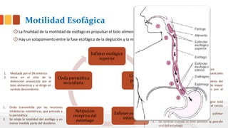 Motilidad Esofágica
۞ La finalidad de la motilidad de esófago es propulsar el bolo alimenticio desde la faringe hasta el estomago.
۞ Hay un solapamiento entre la fase esofágica de la deglución y la motilidad esofágica.
Esfínter esofágico
superior
Contracción
peristáltica
primaria
Esfínter esofágico
inferior
Relajación
receptiva del
estómago
Onda peristáltica
secundaria
1. Se abre mediante el reflejo de deglución
2. Se cierra una vez que el bolo penetra el esófago
1. Mediada por el reflejo de deglución
2. Serie de contracciones secuenciales
coordinadas
3. El segmento inmediatamente detrás del
bolo alimenticio crea una zona de mayor
presión, lo que empuja el bolo por el
esófago.
1. La apertura del esfínter gastroesofágico está
mediada por fibras peptidérgicas en el nervio
vago que liberan PIV.
2. El PIV relaja el musculo liso del esfínter
gastroesofágico
3. Se contrae cuando el bolo penetra la porción
oral del estomago
1. Onda transmitida por las neuronas
inhibitorias mientéricas, que precede a
la peristáltica
2. Se relaja la totalidad del esofágo y en
menor medida parte del duodeno.
1. Mediada por el SN entérico
2. Inicia en el sitio de la
distención provocada por el
bolo alimenticio y se dirige en
sentido descendente.
 
