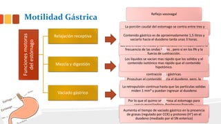 Funcionesmotoras
delestómago
Relajación receptiva
Mezcla y digestión
Vaciado gástrico
Motilidad Gástrica
Reflejo vasovagal
Los mecanoreceptores detectan la distención
del estomago y transmiten la información al
SNC.
Posteriormente, el SNC envía información
aferente a la pared de musculo del estomago
relajándolo. (PIV).
La vagotomía elimina la relajación receptiva
Las ondas de contracción comienzan en la zona
intermedia del cuerpo el estomago.
Se mueven en sentido distal a lo largo de la zona
caudal del estomago (aumentan conforme se
acercan al píloro).
Propulsan el contenido hacia el duodeno, pero, la
onda de contracción también cierra el píloro.
Por lo que el quimo se regresa al estomago para
seguir mezclándose, fenómeno llamado
retropulsión.
La porción caudal del estomago se contra entre tres y
cinco veces por minuto.
Las aferencias nerviosas y hormonales no influyen sobre la
frecuencia de las ondas lentas , pero sí en los PA y la
fuerza de contracción.
La estimulación parasimpática y las hormonas gastrina y
motilina incrementan la frecuencia de los PA y las
contracciones gástricas.
La estimulación simpática y las hormonas secretina y GPI
reducen la frecuencia de los PA y la fuerza de las
contracciones gástricas.
La motilina medía los complejos mioelectricos migratorios
(ayuno) cada 90 minutos
Contenido gástrico es de aproximadamente 1,5 litros y
vaciarlo hacia el duodeno tarda unas 3 horas.
Los líquidos se vacían mas rápido que los solidos y el
contenido isotónico mas rápido que el contenido
hipotónico.
La retropulsión continua hasta que las partículas solidas
miden 1 mm³ y puedan ingresar al duodeno
Aumenta el tiempo de vaciado gástrico en la presencia
de grasas (regulado por CCK) y protones (H⁺) en el
duodeno (mediado por el SN enterico)
 