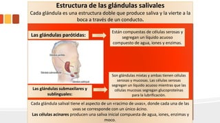 Secreción salival
Nota: se produce 1 L de saliva al día.
Funciones de la saliva:
•La digestión inicial de los almidones y los
lípidos por las enzimas salivales.
•La dilución y el tamponamiento de los
alimentos ingerido.
•La lubrificación con moco del alimento
ingerido para facilitar su movimiento a lo largo
del esófago.
Estructura de las glándulas salivales
Cada glándula es una estructura doble que produce saliva y la vierte a la
boca a través de un conducto.
Las glándulas parótidas:
Las glándulas submaxilares y
sublinguales:
Están compuestas de células serosas y
segregan un líquido acuoso
compuesto de agua, iones y enzimas.
Son glándulas mixtas y ambas tienen células
serosas y mucosas. Las células serosas
segregan un líquido acuoso mientras que las
células mucosas segregan glucoproteínas
para la lubrificación.
Cada glándula salival tiene el aspecto de un «racimo de uvas», donde cada una de las
uvas se corresponde con un único ácino.
Las células acinares producen una saliva inicial compuesta de agua, iones, enzimas y
moco.
 