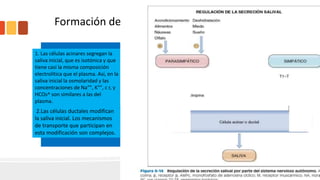 Formación de la saliva
•La saliva está compuesta de agua, electrolitos,
a-amilasa, lipasa lingual, calicreína y moco. Y
ademas es hipotónica.
•No es un simple ultrafiltrado del plasma, sino
que se forma durante un proceso bifásico en el
que intervienen diversos mecanismos de
transporte.
•El primer paso es la formación
de una solución
seudoplasmática isotónica en
las células acinares.
•El segundo paso es la
modificación de esta solución
seudoplasmática por las
células ductales
1. Las células acinares segregan la
saliva inicial, que es isotónica y que
tiene casi la misma composición
electrolítica que el plasma. Así, en la
saliva inicial la osmolaridad y las
concentraciones de Na"", K"", c r, y
HCOs^ son similares a las del
plasma.
2.Las células ductales modifican
la saliva inicial. Los mecanismos
de transporte que participan en
esta modificación son complejos.
 