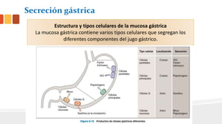 Secreción gástrica
Las células de la mucosa gástrica segregan un líquido denominado jugo
gástrico.
Los cuatro componentes principales del
jugo gástrico son:
El ácido clorhídrico
(HCl).
El pepsinógeno).
El factor
intrínseco.
El moco.
Estructura y tipos celulares de la mucosa gástrica
La mucosa gástrica contiene varios tipos celulares que segregan los
diferentes componentes del jugo gástrico.
 