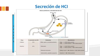 Secreción de HCI
1. En el líquido intracelular, el
dióxido de carbono (CO2)
producido en el metabolismo
aerobio se combina con agua
(H2O) para formar H2CO3 en una
reacción catalizada por la
anhidrasa carbónica. El H2CO3 se
disocia en H"" y HCOs^. Los H"" se
segregan con el c r hacia el lumen
del estómago, mientras que el
HCOs^ se absorbe hacia la sangre.
2. En la membrana apical, los H"^ se
segregan hacia el lumen del estómago
a través de la H+-K+ ATPasa. La H+-K+
ATPasa es un proceso activo primario
que transporta H+ y K+ en contra de
sus gradientes electroquímicos. La H'^-
K'" ATPasa se inhibe mediante un
fármaco (omeprazol) que se utiliza en
el tratamiento de las úlceras para
disminuir la secreción de protones (HT.
El c r sigue a los H"" hacia el lumen
difundiendo a través de los canales de
c r en la membrana apical.
3. En la membrana basolateral se
absorbe el HCOr desde la célula hacia
la sangre a través del intercambiador
de cr-HCOj^. El HCO,^ absorbido es
responsable de la «marea alcahna»
(pH alto que puede observarse en la
sangre venosa gástrica tras una
comida). Al final, este HCOj^ se
segregará de vuelta hacia el tracto
gastrointestinal en las secreciones
pancreáticas.
4. Todos los acontecimientos
que ocurren en las membranas
apical y basolateral de las
células parietales gástricas dan
lugar a la secreción neta de HCl
y a la absorción neta de HCO3 .
 