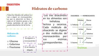 Hidratos de carbono
Hidratos de
carbono:
o Glucosa
o Galactosa
o Fructuosa
Se digieren a
monosacáridos
En el intestino
delgado
-Los tres disacáridos
en los alimentos son
trehalosa,
lactosa y sacarosa.
Cada molécula de
disacárido se digiere
a dos moléculas de
monosacáridos por
sus enzimas
correspondientes.
Todos los hidratos de carbono se
van a digerir en monosacáridos
ya que su absorción se lleva a
cabo en el intestino grueso y las
células epiteliales de este solo
puede absorberlos de tal forma
Enzimas
Se absorben
DIGESTIÓN
 