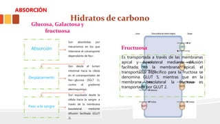 Hidratos de carbono
Absorción
Son absorbidas por
mecanismos en los que
interviene el cotransporte
dependiente de Na+.
Desplazamiento
Van desde el lumen
intestinal hacia la célula
en el cotransportador de
Na+-glucosa (SGLT 1),
contra el gradiente
electroquímico.
Paso a la sangre
Son expulsada desde la
célula hacia la sangre, a
través de la membrana
basolateral, mediante
difusión facilitada (GLUT
2).
Glucosa, Galactosa y
fructuosa
Es transportada a través de las membranas
apical y basolateral mediante difusión
facilitada; en la membrana apical, el
transportador específico para la fructosa se
denomina GLUT 5, mientras que en la
membrana basolateral la fructosa es
transportada por GLUT 2.
Fructuosa
ABSORCIÓN
 