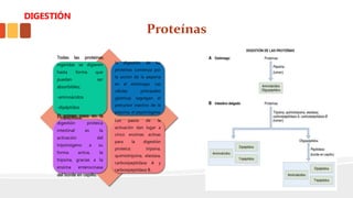Proteínas
Todas las proteínas
ingeridas se digieren
hasta forma que
puedan ser
absorbibles;
-aminoácidos
-dipéptidos
- tripéptidos.
la digestión de las
proteínas comienza por
la acción de la pepsina
en el estómago. Las
células principales
gástricas segregan el
precursor inactivo de la
pepsina, el pepsinógeno
El primer paso en la
digestión proteica
intestinal es la
activación del
tripsinógeno a su
forma activa, la
tripsina, gracias a la
enzima enterocinasa
del borde en cepillo.
Los pasos de la
activación dan lugar a
cinco enzimas activas
para la digestión
proteica: tripsina,
quimiotripsina, elastasa,
carboxipeptidasa A y
carboxipeptidasa B.
DIGESTIÓN
 