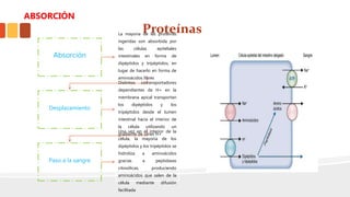 Proteínas
Absorción
La mayoria de las proteínas
ingeridas son absorbida por
las células epiteliales
intestinales en forma de
dipéptidos y tripéptidos, en
lugar de hacerlo en forma de
aminoácidos libres
Desplazamiento
Distintos cotransportadores
dependientes de H+ en la
membrana apical transportan
los dipéptidos y los
tripéptidos desde el lumen
intestinal hacia el interior de
la célula utilizando un
gradiente de iones H+
Paso a la sangre
Una vez en el interior de la
célula, la mayoría de los
dipéptidos y los tripéptidos se
hidroliza a aminoácidos
gracias a peptidasas
citosólicas, produciendo
aminoácidos que salen de la
célula mediante difusión
facilitada
ABSORCIÓN
 