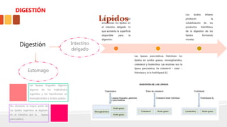 Digestión Intestino
delgado
Estomago
Los ácidos biliares
emulsionan los lípidos en
el intestino delgado, lo
que aumenta la superficie
disponible para la
digestión.
Las lipasas pancreáticas hidrolizan los
lípidos en ácidos grasos, monogliceridos,
colesterol y lisolecitina. Las enzimas son la
lipasa pancreática, ña colesterol – ester –
hidrolasa y la la fosfolipasa A2.
Los ácidos biliares
producen la
solubilización de los
productos hidrófobos
de la digestión de los
lípidos formando
micelas.
Lípidos
Las lipasas linguales digieren
algunos de los triglicéridos
ingeridos y los transforman en
monogliceridos y ácidos grasos.
No obstante, la mayor parte de
los lípidos ingeridos se digieren
en el intestino por la lipasa
pancreática.
DIGESTIÓN
 