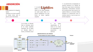 Lípidos
1.-Los productos de la digestión
lipídica se
solubilizan en el lumen intestinal
en micelas mixtas, salvo el
glicerol, que es hidrosoluble.
2.-Las micelas se difunden
hasta la membrana apical
de las células epiteliales
intestinales. Ahí los lípidos
son liberados desde la
micela y se difunden a favor
de sus gradientes de
concentración hacia el
interior de la célula.
3.- Los productos de la digestión
lipídica se reesterifican en el
interior de las células epiteliales
con ácidos grasos libres en el
retículo endoplásmico liso para
formar los lípidos ingeridos
originales.
4.- Los lípidos
reesterificados en el
interior de las células
son empaquetados con
apoproteínas en
partículas
transportadoras de
lípidos denominadas
quilomicrones.
5.- Los quilomicrones se empaquetan en
vesículas secretoras en el aparato de
Golgi. Estas migran hasta las membranas
basolaterales, produciéndose exocitosis
de los quilomicrones. Éstos entran en los
capilares linfáticos. La circulación linfática
transporta los quilomicrones hacia el
conducto torácico, el cual se vacía en el
torrente sanguíneo.
ABSORCIÓN
 