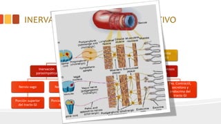 INERVACIÓN DEL APARATO DIGESTIVO
SNA
Componente
extrínseco
Inervación
parasimpática
Nervio vago
Porción superior
del tracto GI
Nervio pélvico
Porcion inferior del
tracto GI
Inervación
simpática
Ganglios celiaco,
mesentérico
superior,
mesentérico
inferior e
hipogástrico
Componente
intrínseco
Sistema nerviosos
entérico
Ganglios de los
plexos mientericos
y submucoso
Fxs. Contráctil,
secretora y
endocrina del
tracto GI
 