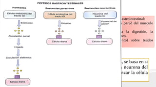 Péptidos gastrointestinales
• Hormonas.
• Sustancias neurocrinas.
• Sustancias paracrinas.
Regulan las funciones del tracto gastrointestinal:
• Contracción y relajación de la pared del musculo
liso y los esfínteres.
• Secreción de enzimas para la digestión, la
secreción de fluidos y electrolitos.
• Efectos tróficos ( crecimiento) sobre tejidos
gastrointestinales.
Unos péptidos regulan la secreción de otros péptidos.
Ejemplo:
La somatostatina inhibe la secreción de TODAS la hormonas
intestinales.
Su clasificación como; Hormona, Paracrina o Neurocrinas, se basa en si
el péptido es liberado desde una célula endocrina o una neurona del
tracto gastrointestinal y en la vía que adopta hasta alcanzar la célula
diana.
 
