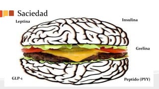 Saciedad
Los centros que controlan el apetito se localizan en el hipotálamo. En el
núcleo ventromedial de este se encuentra el centro de saciedad, y en la
parte hipotalámica lateral, el de la alimentación. La información llega
desde el núcleo arqueado de este.
El NA tiene varias neuronas que se proyectan hacia los centros de
saciedad y de alimentación:
• Neuronas anorexígenas, liberan pro-opiomelanocortina (no).
• Neuronas orexígenas, liberan neurupeptido (hambre).
Leptina Insulina
GLP-1
Grelina
Peptido (PYY)
 