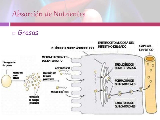 Fisiología gastrointestinal absorción y digestión