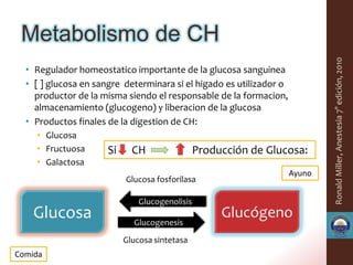 Metabolismo de CH




                                                                             Ronald Miller, Anestesia 7° edición, 2010
  • Regulador homeostatico importante de la glucosa sanguinea
  • [ ] glucosa en sangre determinara si el higado es utilizador o
    productor de la misma siendo el responsable de la formacion,
    almacenamiento (glucogeno) y liberacion de la glucosa
  • Productos finales de la digestion de CH:
    • Glucosa
    • Fructuosa       Si     CH                 Producción de Glucosa:
    • Galactosa
                                                                     Ayuno
                           Glucosa fosforilasa

                               Glucogenolisis
    Glucosa                  Glucogenesis
                                                     Glucógeno
                           Glucosa sintetasa
Comida
 