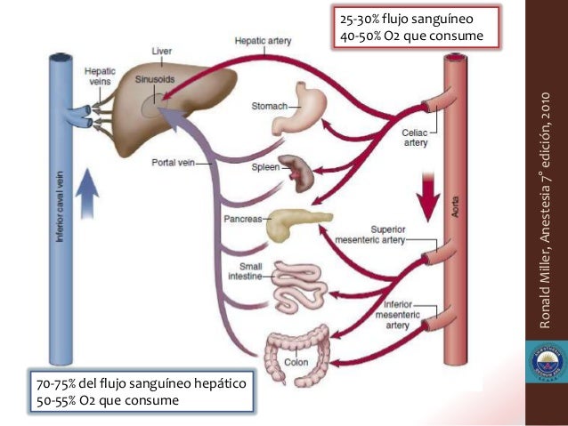 Resultado de imagen para reservorio sanguineo