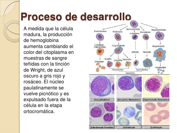 Unidad 3 Sangre Eritrocitos Anemia Y Policitemia
