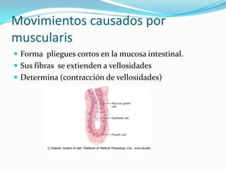 Movimientos causados por
muscularis
 Forma pliegues cortos en la mucosa intestinal.
 Sus fibras se extienden a vellosidades
 Determina (contracción de vellosidades)
 