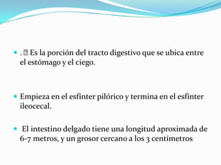  . Es la porción del tracto digestivo que se ubica entre
el estómago y el ciego.
 Empieza en el esfínter pilórico y termina en el esfínter
ileocecal.
 El intestino delgado tiene una longitud aproximada de
6-7 metros, y un grosor cercano a los 3 centímetros
 