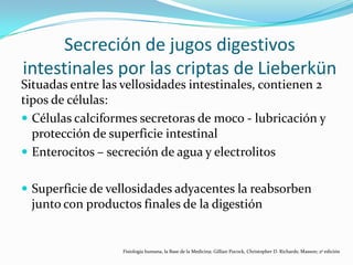 Secreción de jugos digestivos
intestinales por las criptas de Lieberkün
Situadas entre las vellosidades intestinales, contienen 2
tipos de células:
 Células calciformes secretoras de moco - lubricación y
protección de superficie intestinal
 Enterocitos – secreción de agua y electrolitos
 Superficie de vellosidades adyacentes la reabsorben
junto con productos finales de la digestión
Fisiología humana, la Base de la Medicina; Gillian Pocock, Christopher D. Richards; Masson; 2ª edición
 