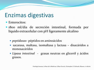 Enzimas digestivas
 Enterocitos:
 1800 ml/día de secreción intestinal, formada por
líquido extracelular con pH ligeramente alcalino
 peptidasas- péptidos en aminoácidos
 sacarasa, maltasa, isomaltasa y lactasa – disacáridos a
monosacáridos
 Lipasa intestinal - grasas neutras en gliceról y ácidos
grasos.
Fisiología humana, la Base de la Medicina; Gillian Pocock, Christopher D. Richards; Masson; 2ª edición
 