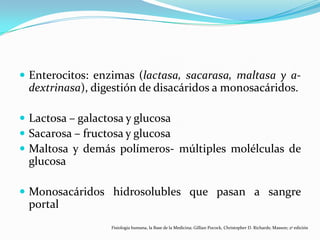  Enterocitos: enzimas (lactasa, sacarasa, maltasa y a-
dextrinasa), digestión de disacáridos a monosacáridos.
 Lactosa – galactosa y glucosa
 Sacarosa – fructosa y glucosa
 Maltosa y demás polímeros- múltiples molélculas de
glucosa
 Monosacáridos hidrosolubles que pasan a sangre
portal
Fisiología humana, la Base de la Medicina; Gillian Pocock, Christopher D. Richards; Masson; 2ª edición
 