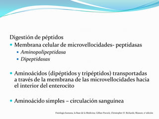 Digestión de péptidos
 Membrana celular de microvellocidades- peptidasas
 Aminopolipeptidasa
 Dipeptidasas
 Aminoácidos (dipéptidos y tripéptidos) transportadas
a través de la membrana de las microvellocidades hacia
el interior del enterocito
 Aminoácido simples – circulación sanguínea
Fisiología humana, la Base de la Medicina; Gillian Pocock, Christopher D. Richards; Masson; 2ª edición
 
