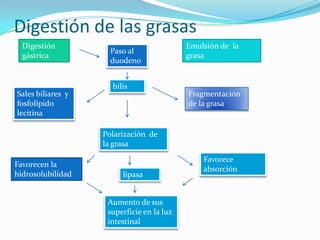 Digestión de las grasas
Digestión
gástrica
Emulsión de la
grasa
Paso al
duodeno
bilis
Sales biliares y
fosfolípido
lecitina
Polarización de
la grasa
Favorecen la
hidrosolubilidad
Fragmentación
de la grasa
Aumento de sus
superficie en la luz
intestinal
Favorece
absorción
lipasa
 
