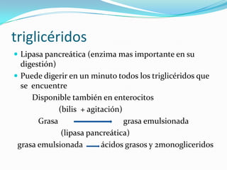 triglicéridos
 Lipasa pancreática (enzima mas importante en su
digestión)
 Puede digerir en un minuto todos los triglicéridos que
se encuentre
Disponible también en enterocitos
(bilis + agitación)
Grasa grasa emulsionada
(lipasa pancreática)
grasa emulsionada ácidos grasos y 2monogliceridos
 