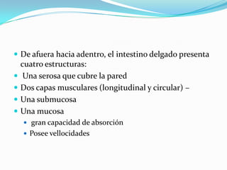  De afuera hacia adentro, el intestino delgado presenta
cuatro estructuras:
 Una serosa que cubre la pared
 Dos capas musculares (longitudinal y circular) –
 Una submucosa
 Una mucosa
 gran capacidad de absorción
 Posee vellocidades
.
 