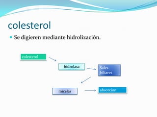 colesterol
 Se digieren mediante hidrolización.
colesterol
hidrolasa Sales
biliares
micelas absorcion
 