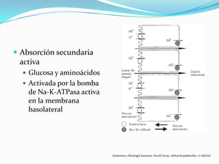  Absorción secundaria
activa
 Glucosa y aminoácidos
 Activada por la bomba
de Na-K-ATPasa activa
en la membrana
basolateral
Anatomía y fisiología humana, David Levay, editorial paidotribo, 2ª edición
 