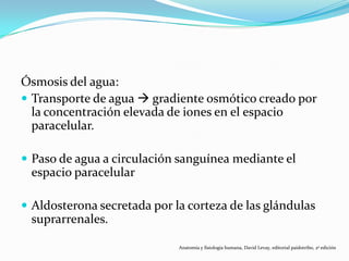 Ósmosis del agua:
 Transporte de agua  gradiente osmótico creado por
la concentración elevada de iones en el espacio
paracelular.
 Paso de agua a circulación sanguínea mediante el
espacio paracelular
 Aldosterona secretada por la corteza de las glándulas
suprarrenales.
Anatomía y fisiología humana, David Levay, editorial paidotribo, 2ª edición
 