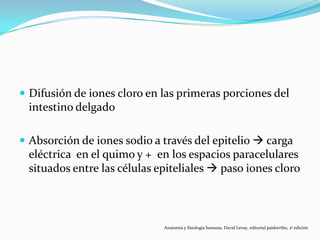  Difusión de iones cloro en las primeras porciones del
intestino delgado
 Absorción de iones sodio a través del epitelio  carga
eléctrica en el quimo y + en los espacios paracelulares
situados entre las células epiteliales  paso iones cloro
Anatomía y fisiología humana, David Levay, editorial paidotribo, 2ª edición
 