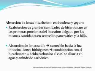 Absorción de iones bicarbonato en duodeno y yeyuno
 Reabsorción de grandes cantidades de bicarbonato en
las primeras porciones del intestino delgado por las
mismas cantidades en secreción pancreática y la bilis.
 Absorción de iones sodio  secreción hacia la luz
intestinal iones hidrógenos  combinación con el
bicarbonato = ácido carbónico el cual se disocia en
agua y anhídrido carbónico
Fisiología humana, la Base de la Medicina; Gillian Pocock, Christopher D. Richards; Masson; 2ª edición
 