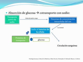  Absorción de glucosa  cotransporte con sodio:
Transporte
activo de
sodio
Células del epitelio a sangre
Descenso de concentración
intracelular del ion
Sodio al interior de
la célula
Luz intestinal
Proteína de
transporte glucosa
Circulación sanguínea
Fisiología humana, la Base de la Medicina; Gillian Pocock, Christopher D. Richards; Masson; 2ª edición
 