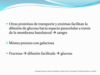  Otras proteínas de transporte y enzimas facilitan la
difusión de glucosa hacia espacio paracelular a través
de la membrana basolateral  sangre
 Mismo proceso con galactosa
 Fructosa  difusión facilitada  glucosa
Fisiología humana, la Base de la Medicina; Gillian Pocock, Christopher D. Richards; Masson; 2ª edición
 
