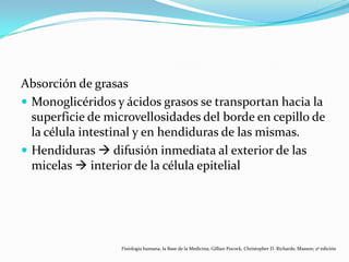 Absorción de grasas
 Monoglicéridos y ácidos grasos se transportan hacia la
superficie de microvellosidades del borde en cepillo de
la célula intestinal y en hendiduras de las mismas.
 Hendiduras  difusión inmediata al exterior de las
micelas  interior de la célula epitelial
Fisiología humana, la Base de la Medicina; Gillian Pocock, Christopher D. Richards; Masson; 2ª edición
 