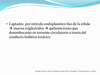  Captados por retículo endoplásmico liso de la célula
 nuevos triglicéridos  quilomicrones que
desembocarán en torrente circulatorio a través del
conducto linfático torácico
Fisiología humana, la Base de la Medicina; Gillian Pocock, Christopher D. Richards; Masson; 2ª edición
 