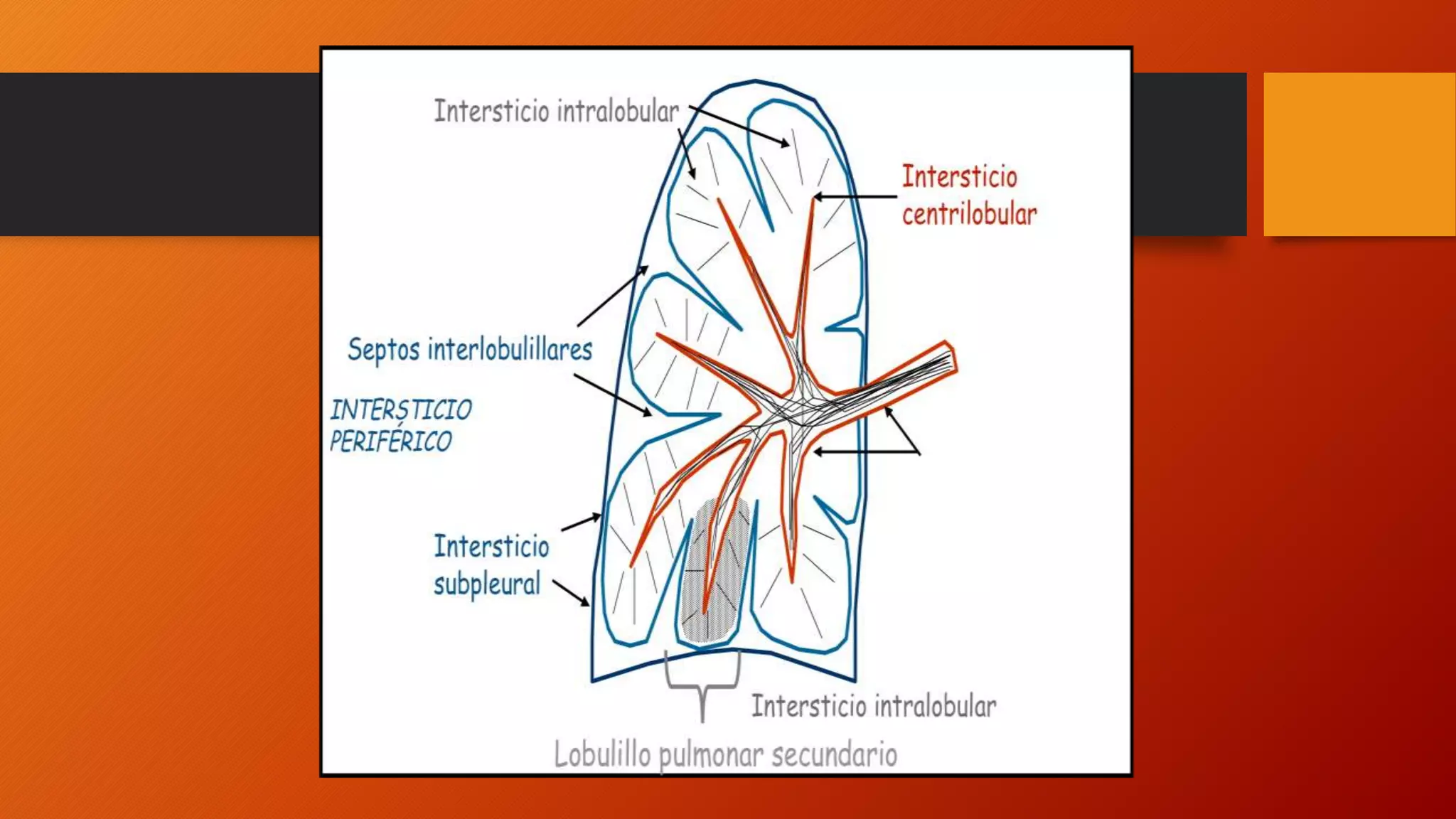 Fisiología (Lobulillo pulmonar secundario, espacio alveolar.pptx